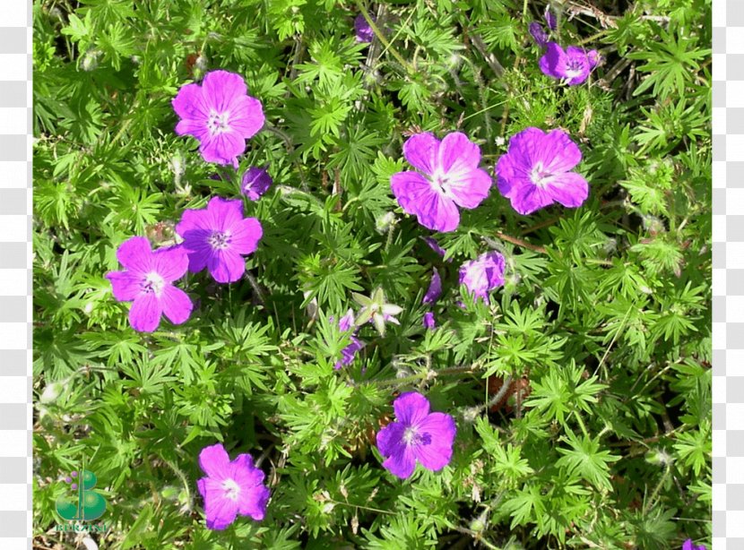 Ashy Cranesbill Vervain Subshrub Groundcover Annual Plant - Geraniales - Geranium Sanguineum Transparent PNG