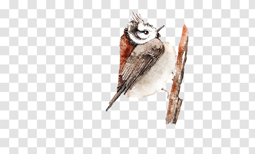 Bird Owl - Feather - Little Sparrow Pecking FIG Pull Material Free Transparent PNG