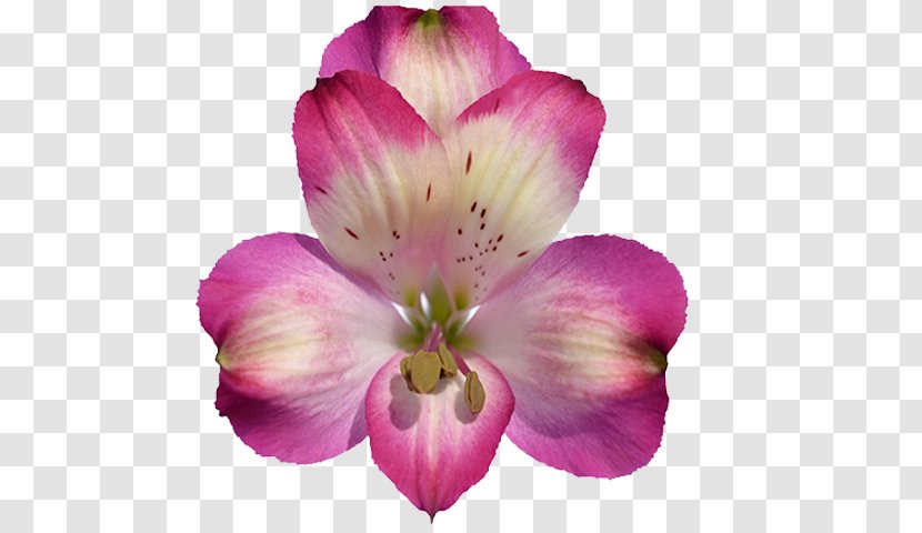 Lily Flower Cartoon - Moth Orchids - Perennial Plant Cattleya Transparent PNG