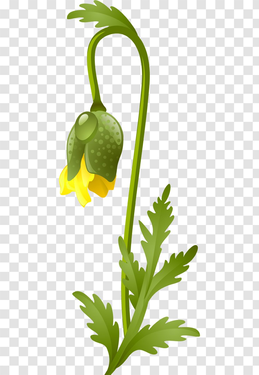 Flower Google Images Leaf Vegetable Clip Art - Artwork Transparent PNG