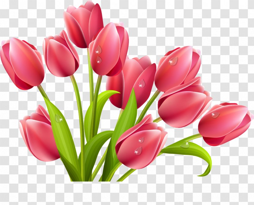 Tulip Flower Bouquet Clip Art - Petal Transparent PNG