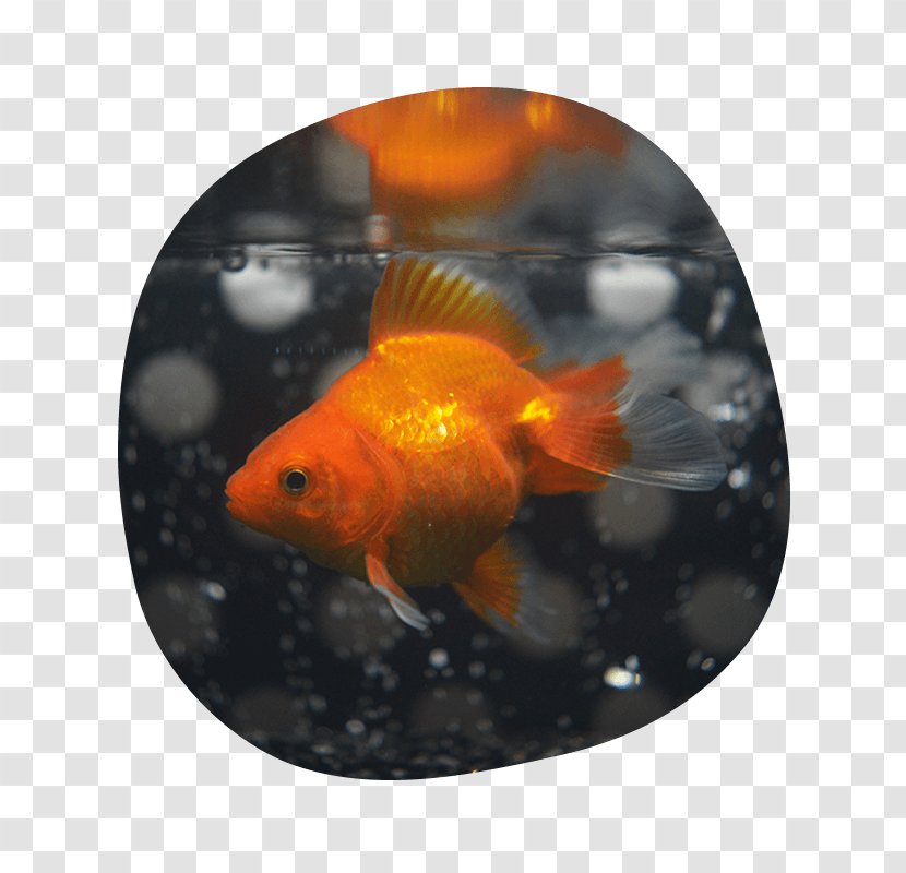 Goldfish Feeder Fish Shibuya Flower Transparent PNG