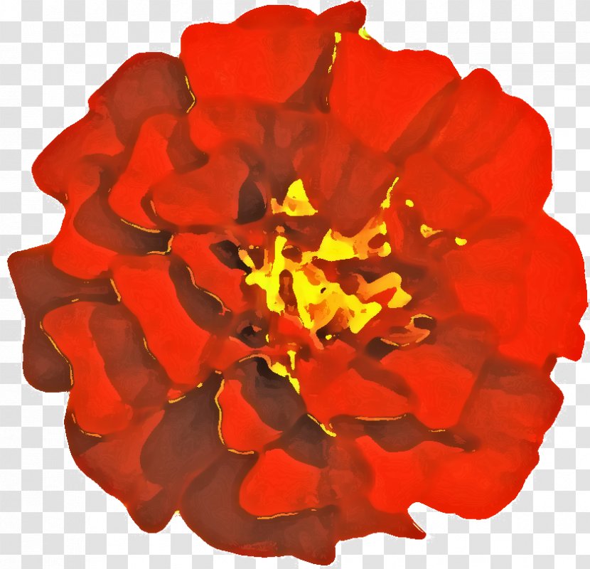 Rose Family Cut Flowers RED.M - Petal Transparent PNG