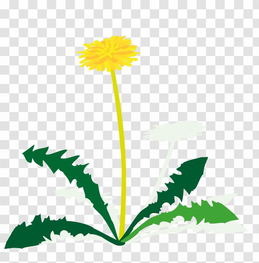 Dandelion Leaf Petal Plant Stem Clip Art Transparent PNG