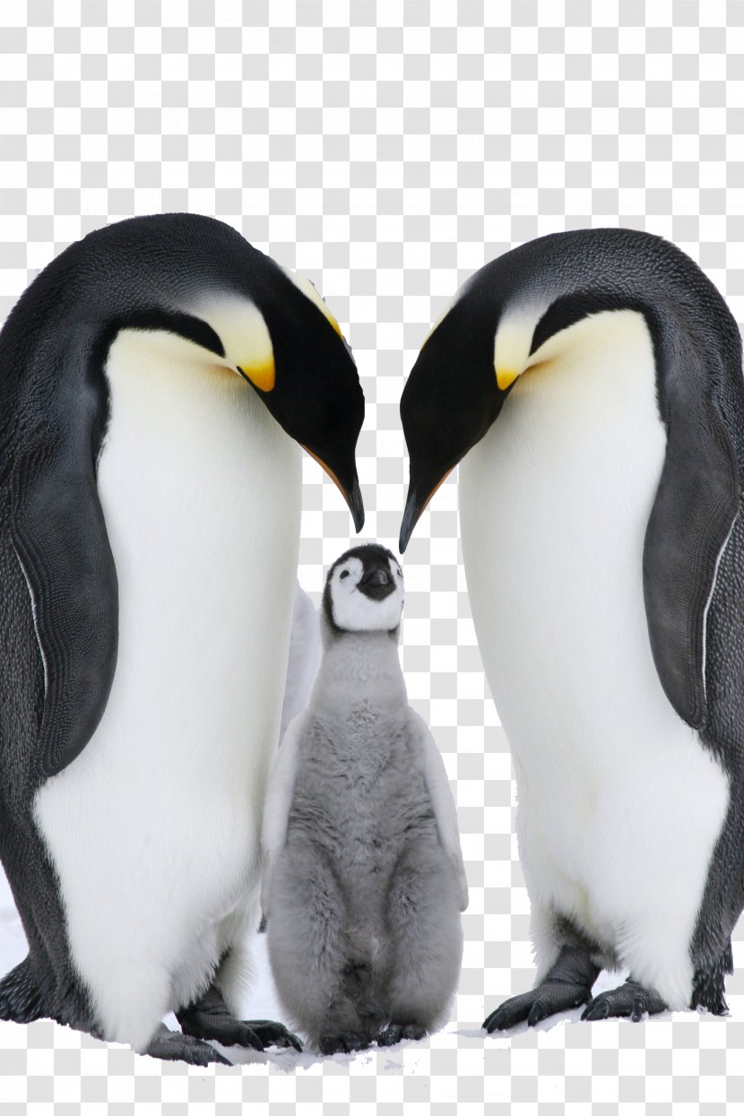 Antarctica Fiordland Penguin Emperor Eastern Rockhopper - Flightless Bird - Family Transparent PNG