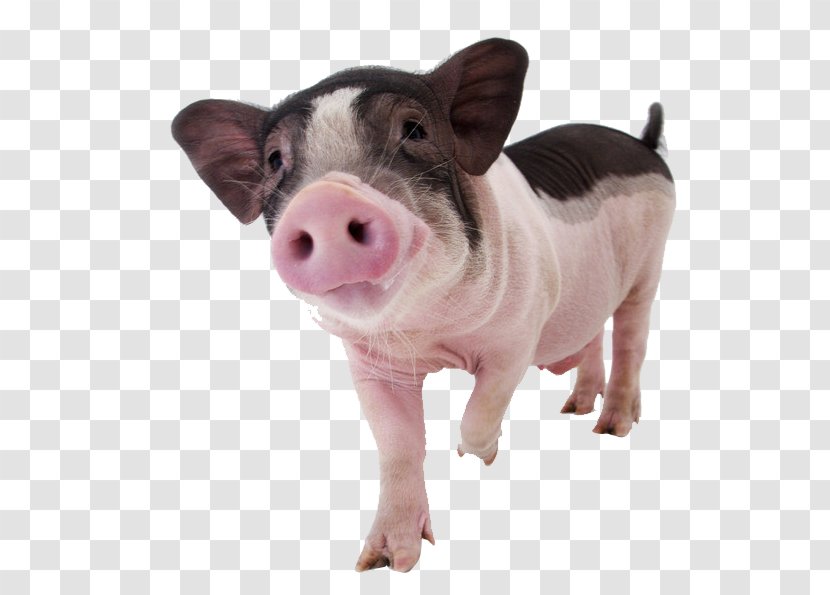 Miniature Pig Pet Dog Domestication - Aviculture - Steppin 'pigs Transparent PNG