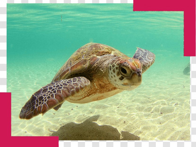 Green Sea Turtle Reptile - Marine Biology - TORTOISE Transparent PNG