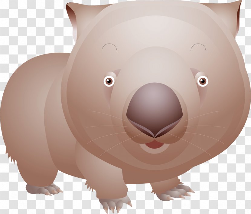 Marsupial Fauna Mammal - Face Transparent PNG