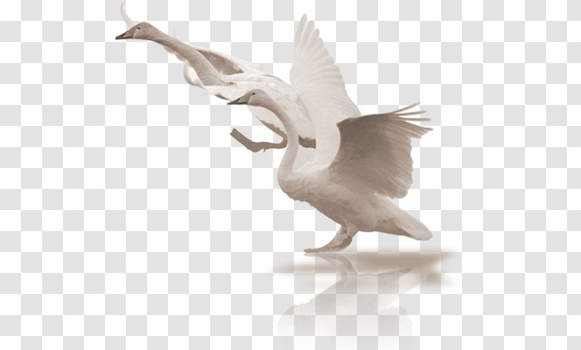 Cygnini Bird Clip Art - Cartoon - White Swan Transparent PNG
