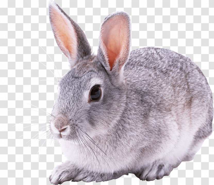 Flemish Giant Rabbit Hare Domestic Cottontail - Bunny Transparent PNG