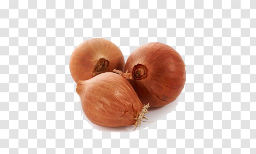 Yellow Onion Shallot - Watercolor - Organic Onions Transparent PNG