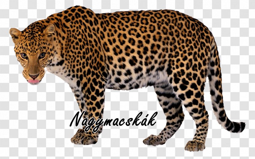 Felidae Snow Leopard Javan Clip Art - Clouded - Animal Clipart Transparent PNG