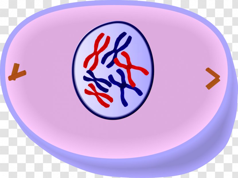 Prophase Mitosis Anaphase Metaphase Interphase - Prometaphase Transparent PNG