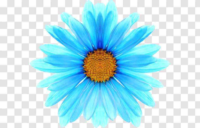 Blue Oxeye Daisy Chamomile Flower - Flowering Plant Transparent PNG
