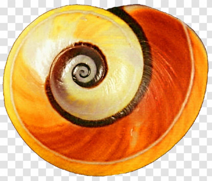 Gastropod Shell Yellow Land Snail Orange - Green Transparent PNG