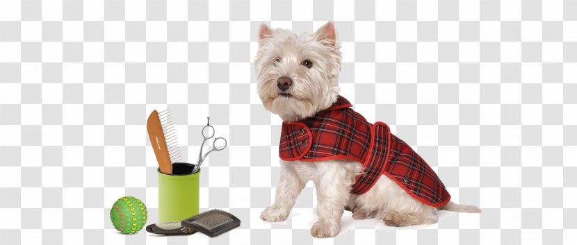 West Highland White Terrier Scottish Puppy Tartan Coat Transparent PNG