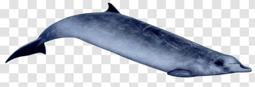Common Bottlenose Dolphin Tucuxi Rough-toothed Porpoise Ginkgo-toothed Beaked Whale - Risso's Transparent PNG