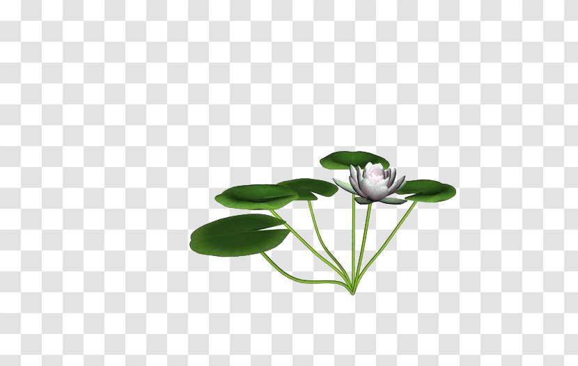 Lotus Pond Nelumbo Nucifera Wallpaper - Green - And Leaf Transparent PNG