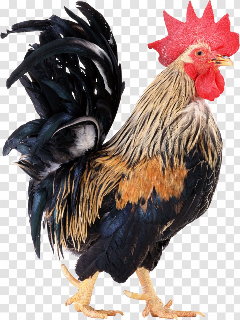 Chicken Rooster Icon - Coop - Cock Transparent PNG