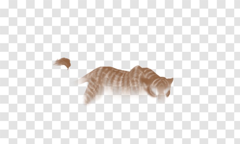 Whiskers Cat Fauna Tail Transparent PNG