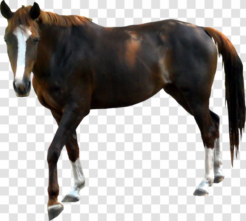 Horse Pony Download Clip Art - Display Resolution Transparent PNG