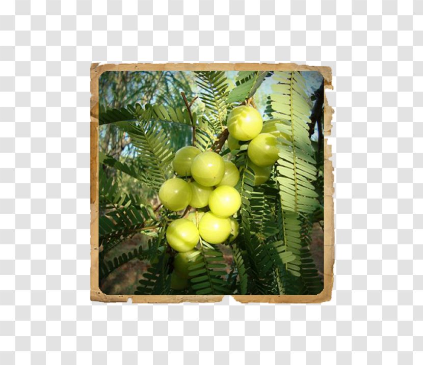 Indian Gooseberry Plant Fruit Phyllanthus Acidus - Amalaki - Amla Transparent PNG