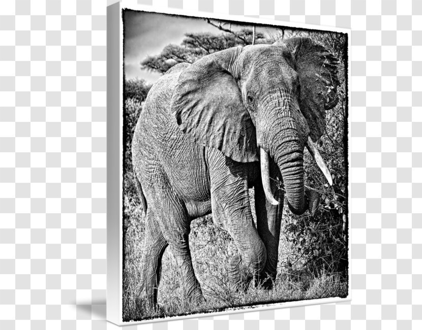 Indian Elephant African Tusk Wildlife Elephantidae - India Transparent PNG