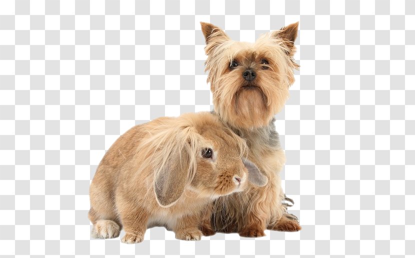Yorkshire Terrier Cairn Norwich Norfolk Australian Silky - Breed - Puppy Transparent PNG