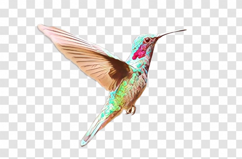 Hummingbird Fauna Beak Feather - Bird Transparent PNG