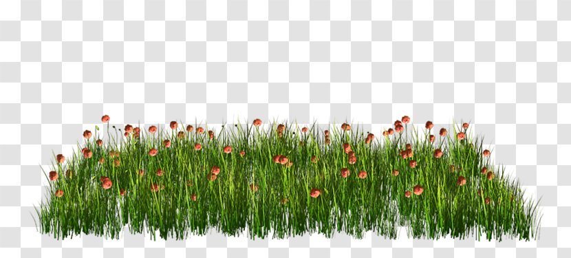 Simple Flower - Meadow - Painting Transparent PNG
