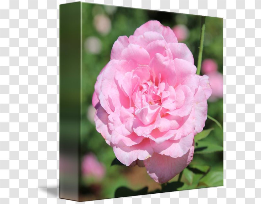 Floribunda Cabbage Rose Memorial Garden Roses Japanese Camellia - China - Peony Transparent PNG