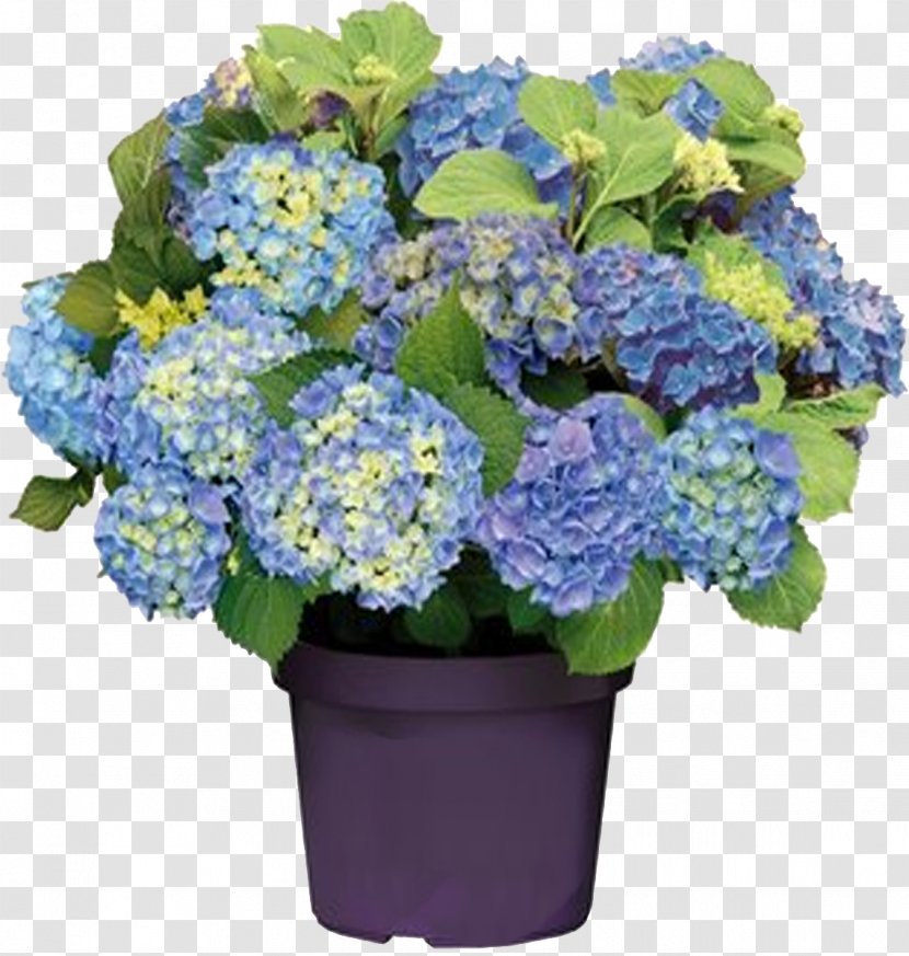 French Hydrangea Panicled Pruning Blue Flower - Pistachios Transparent PNG