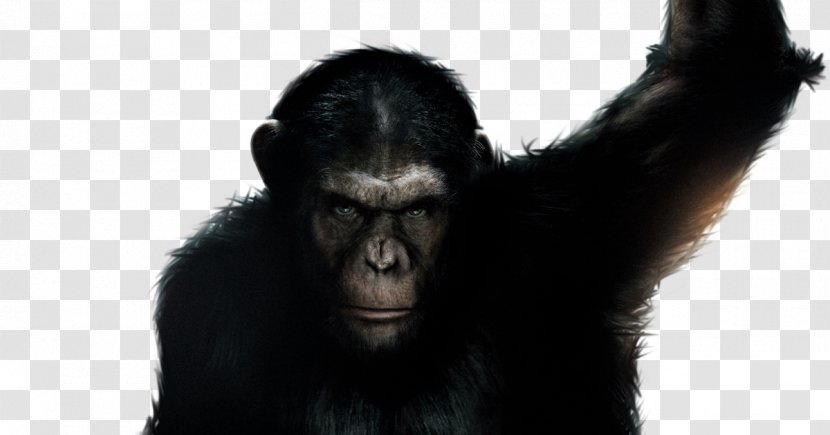 Chimpanzee Western Gorilla Film Planet Of The Apes - Kodi Smitmcphee - Bigbang Banner Transparent PNG