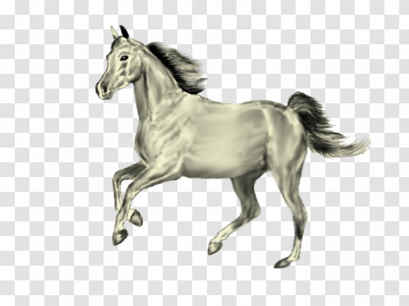 Mane Mustang Foal Stallion Colt - Horse Like Mammal Transparent PNG