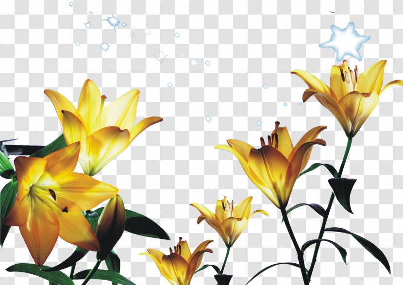 Tiger Lily Yellow Flower - Watercolor - Lilac Poster Vector Background Material Transparent PNG