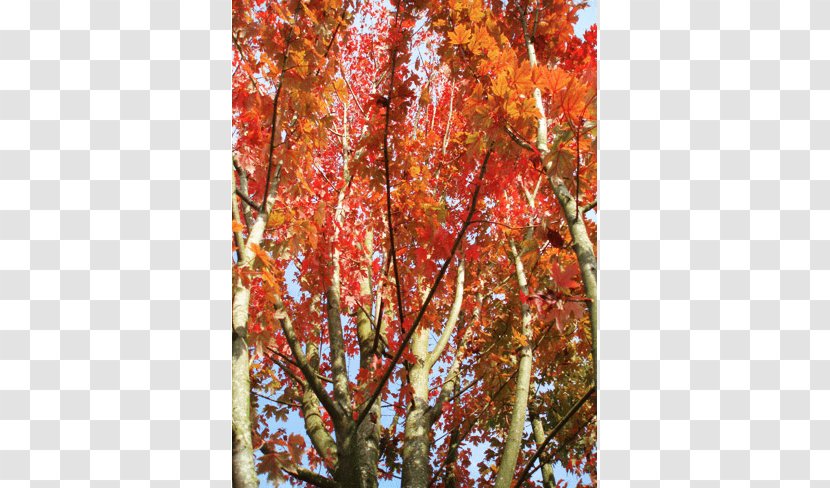 Maple Shade Tree Deciduous Nursery - Branch - Specimens Transparent PNG