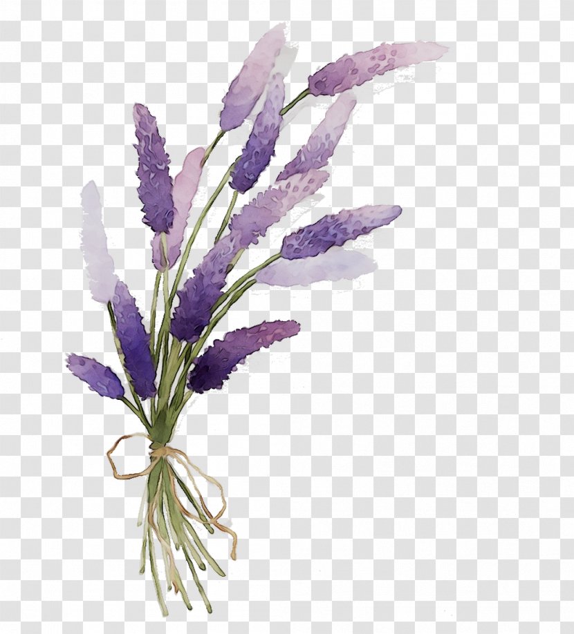 English Lavender Art Design Province Of Teruel Garden - Email - Technical Drawing Transparent PNG