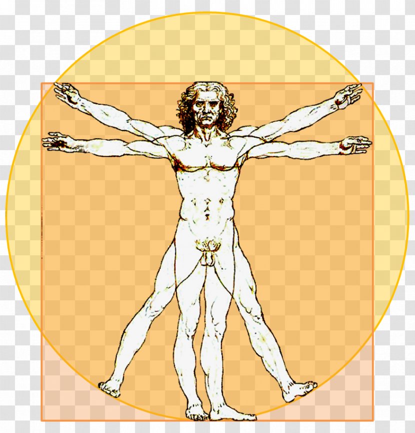 Vitruvian Man Animaatio Animated Film Desktop Wallpaper - Tree Transparent PNG