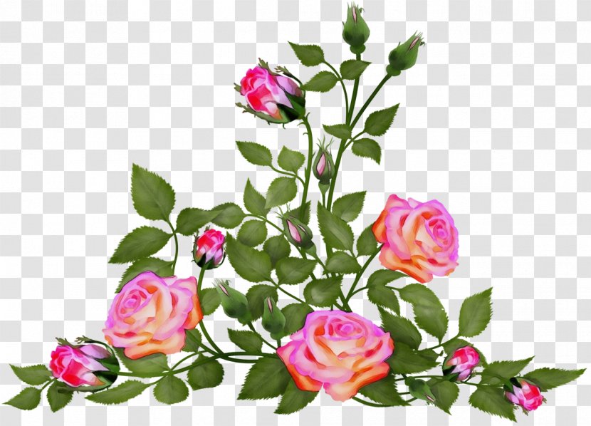 Cabbage Rose Clip Art Flower Garden Roses - Floral Design - Bouquet Transparent PNG
