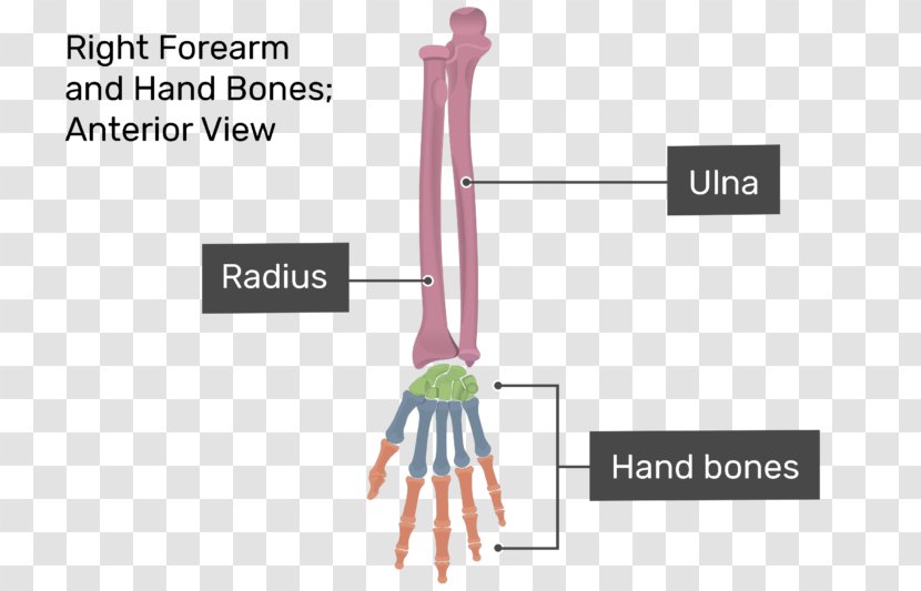 Finger Forearm Anatomy Carpal Bones - Frame - Hand Transparent PNG