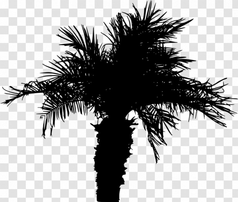 Palm Tree Silhouette - Trees - Coconut Sabal Palmetto Transparent PNG