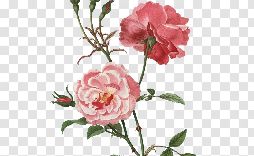 Botanical Illustration Botany Garden Roses Cabbage Rose Flower - Chinese Peony Transparent PNG