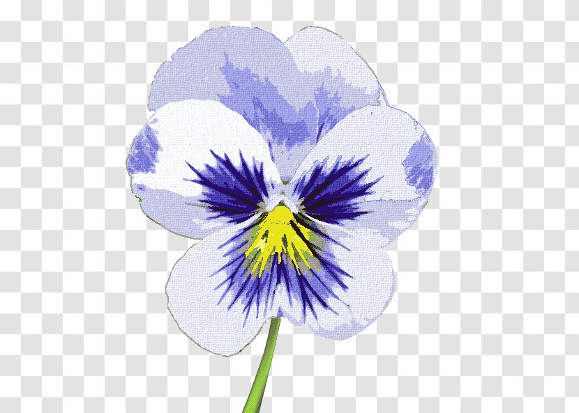 Violet Pansy Flowering Plant - Petal Transparent PNG