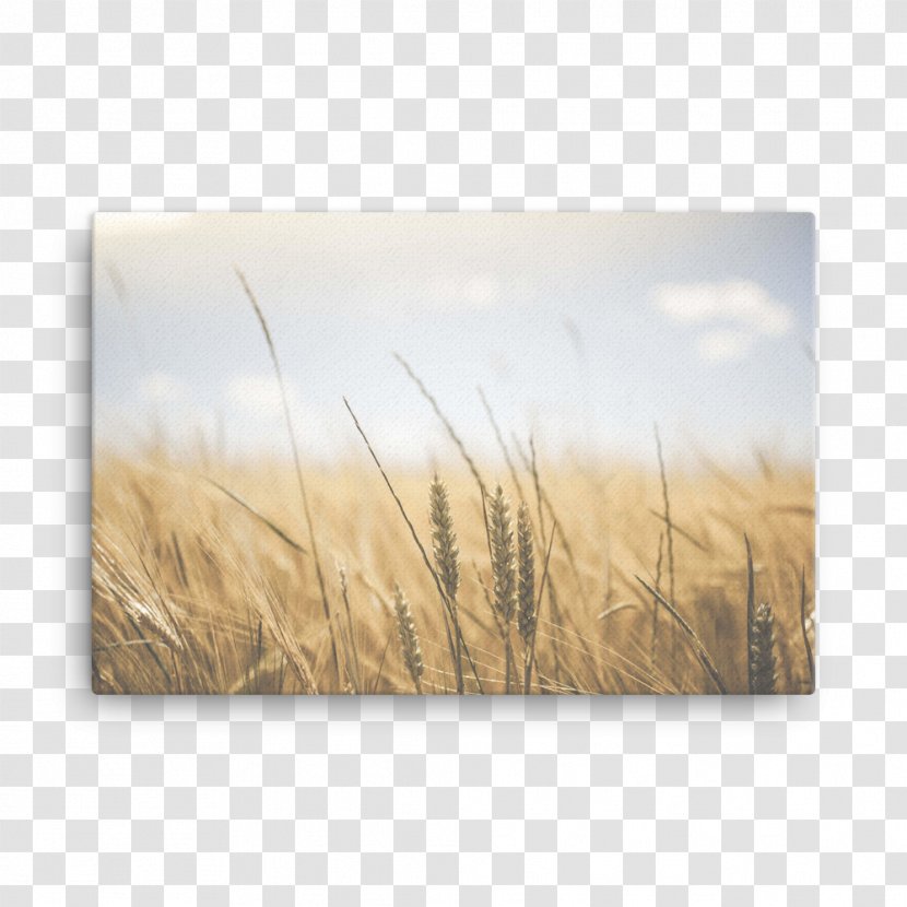Wheat Belly: Lose The Wheat, Weight, And Find Your Path Back To Health Food Breakfast Eating - Agriculture - Wall Mockup Transparent PNG