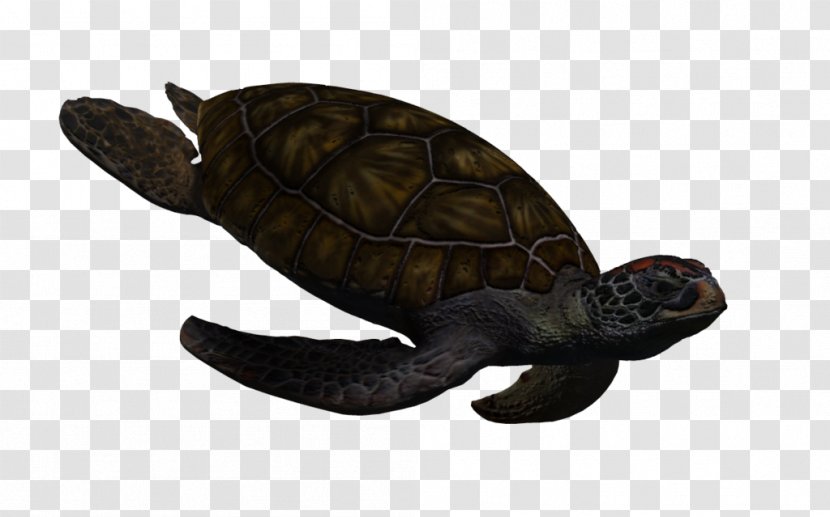 Green Sea Turtle Reptile Animal - Rose Transparent PNG