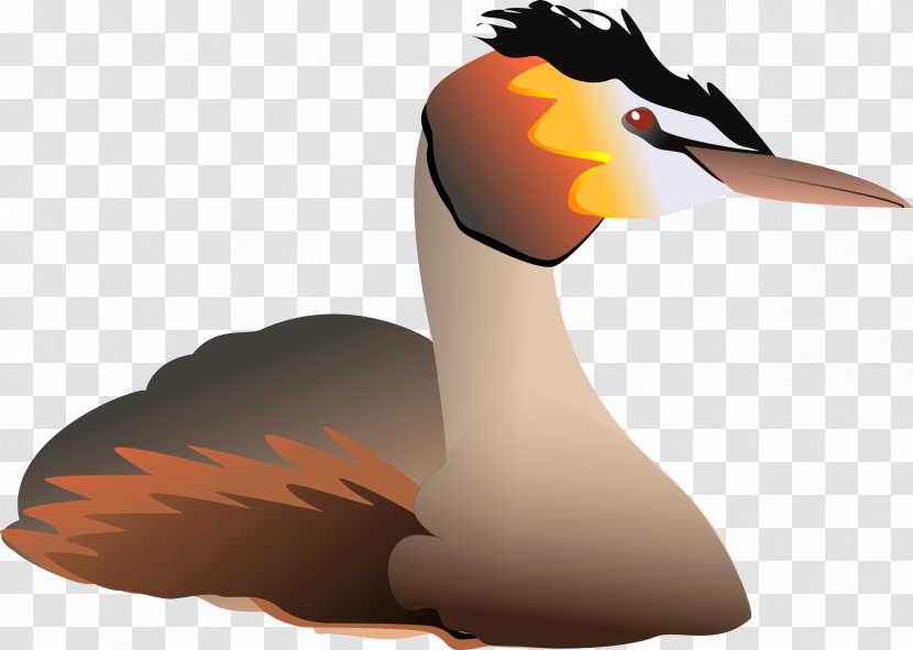 Water Bird Great Crested Grebe Goose Clip Art Transparent PNG