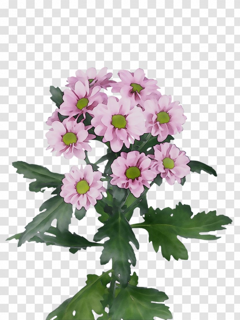 Primrose Vervain Cut Flowers Annual Plant Chrysanthemum Transparent PNG