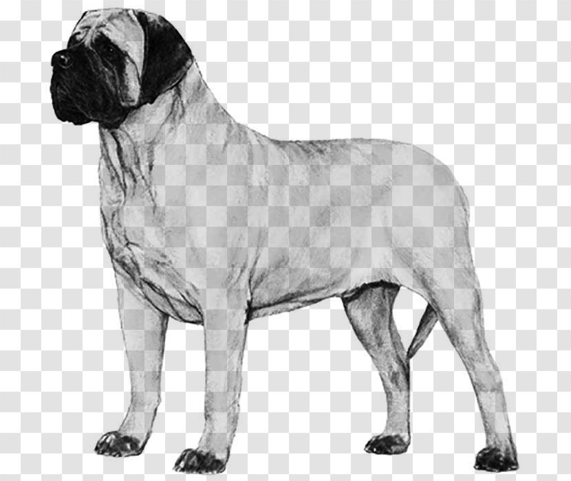 Dog Breed Bullmastiff English Mastiff Boerboel Neapolitan - Puppy Transparent PNG