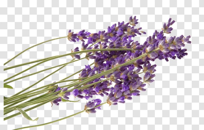 United States Lavender Naturopathy Health Therapy - Aromatherapy Transparent PNG