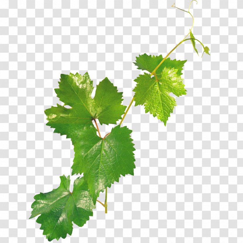 Plant Bindweed Ivy Clip Art - Grape - Green Leaf Transparent PNG